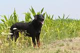 BEAUCERON 005